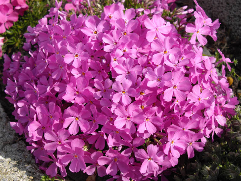 Phlox borealis ssp arctica en fleurs sur toundra arctique en Alaska